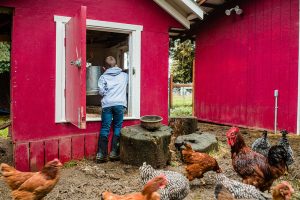 Chicken & Rabbit Project Learning