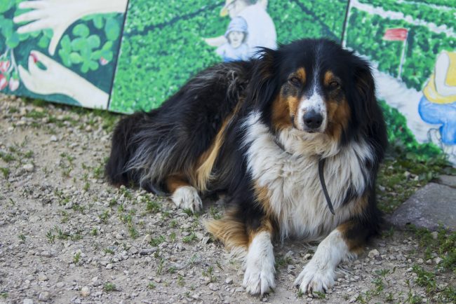 Black tricolor Australian shepherd laying on dirt