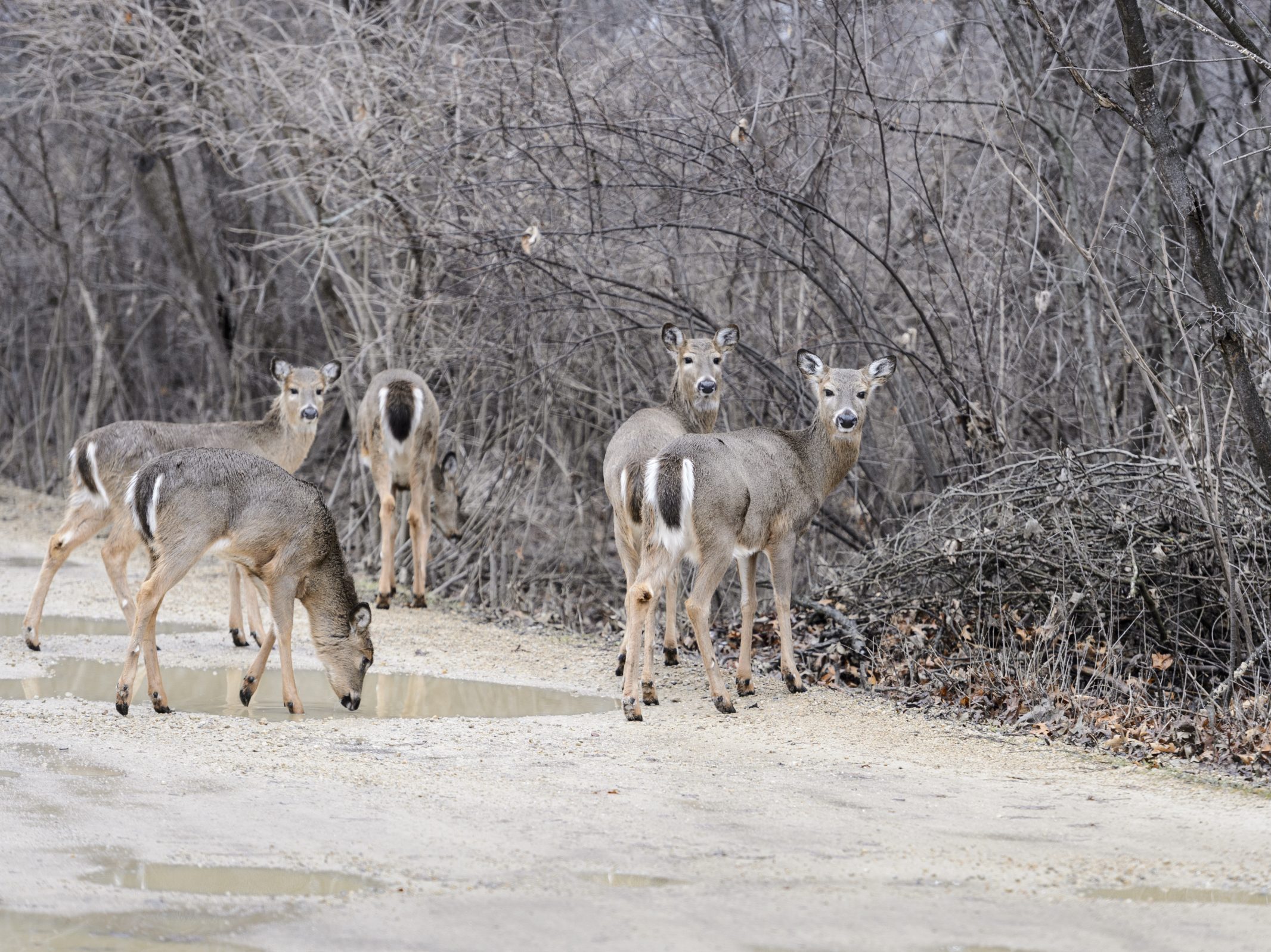 Group of deer on a path surrounded by bare treees