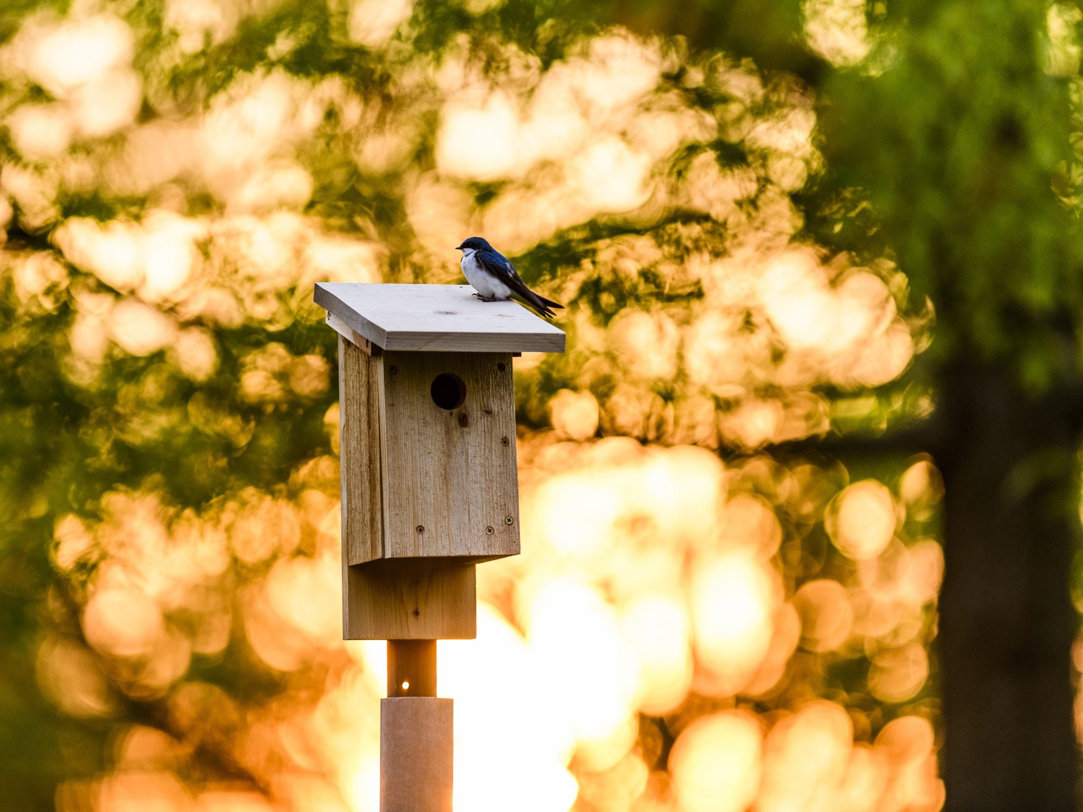 Bird sitting on a wood birdhouse