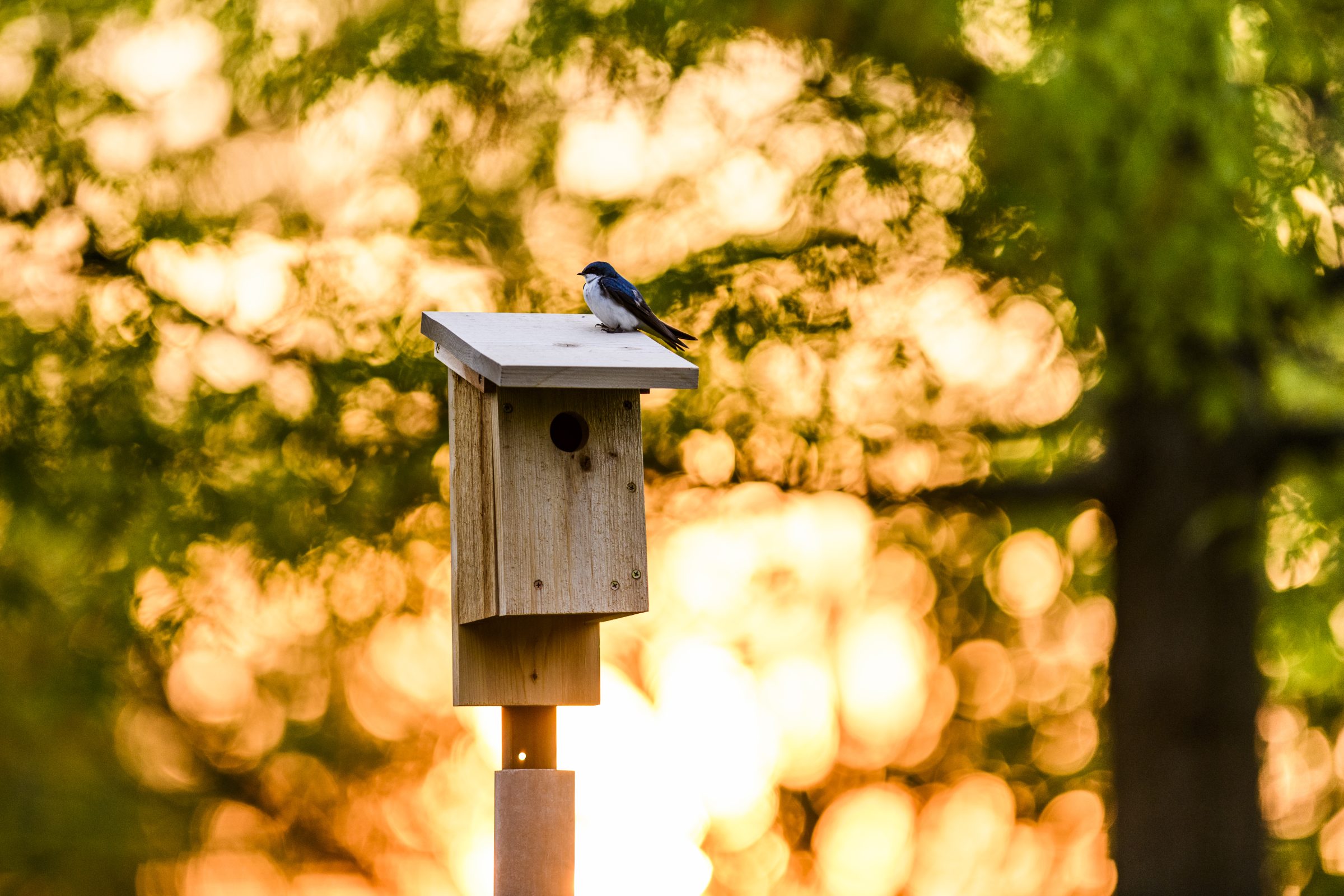 A white and blue bird sitting on the roof of a small wooden birdhouse.