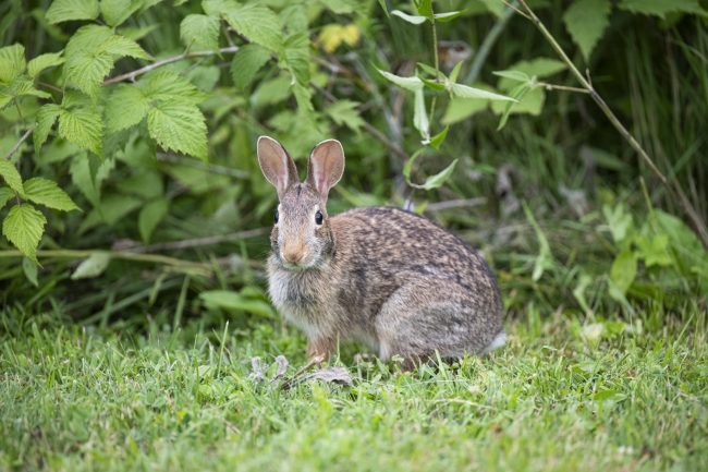 Rabbit on grass