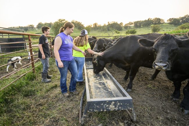 People petting black cows while they are drinking water from trough