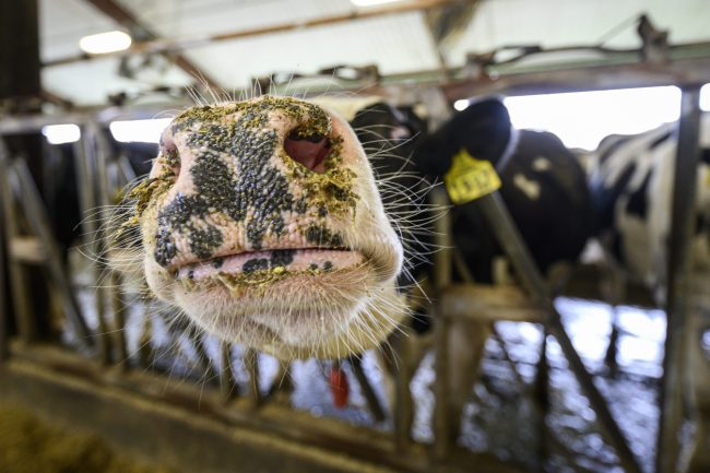 Speckled cow nose