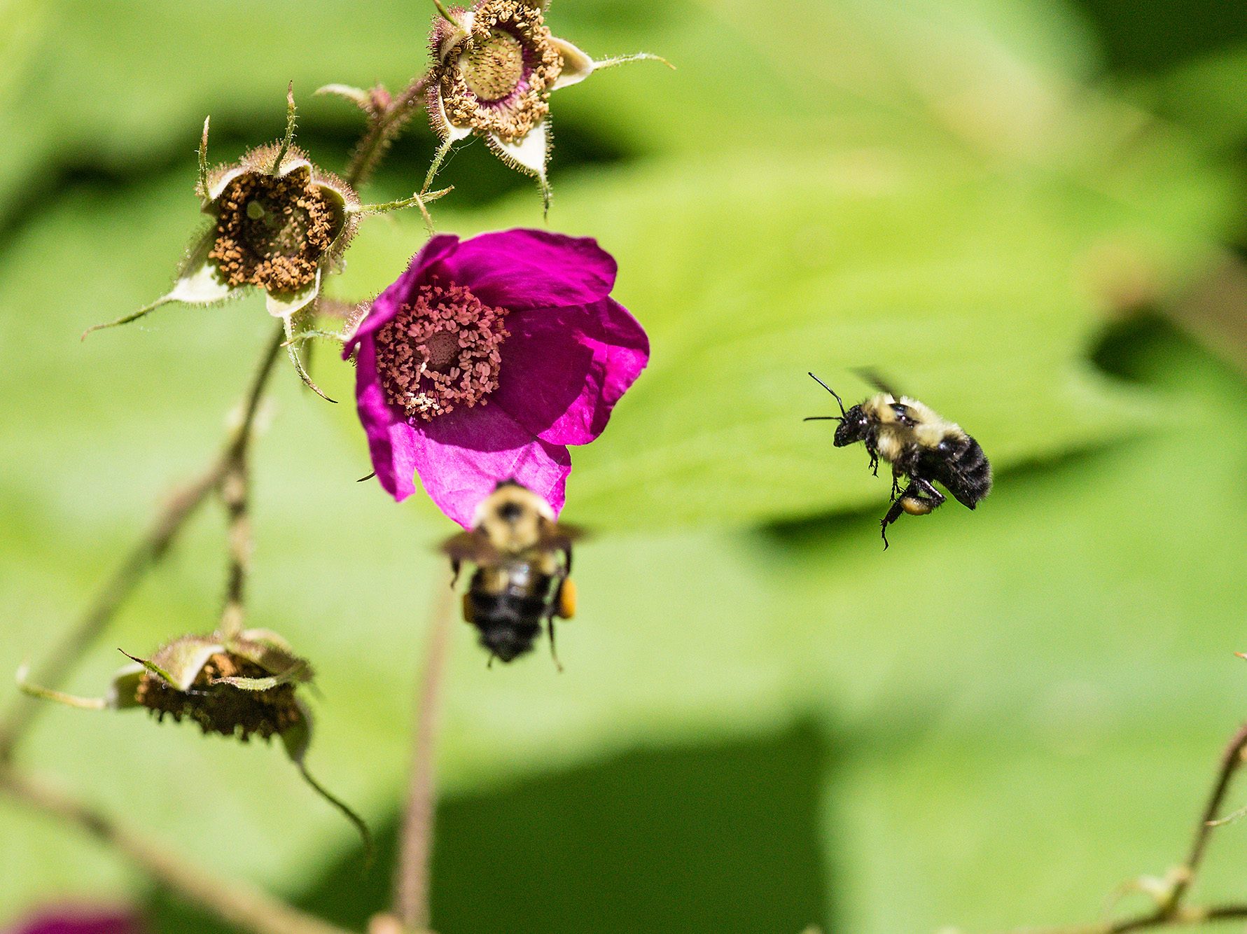Bumble bees flying around a purple flower