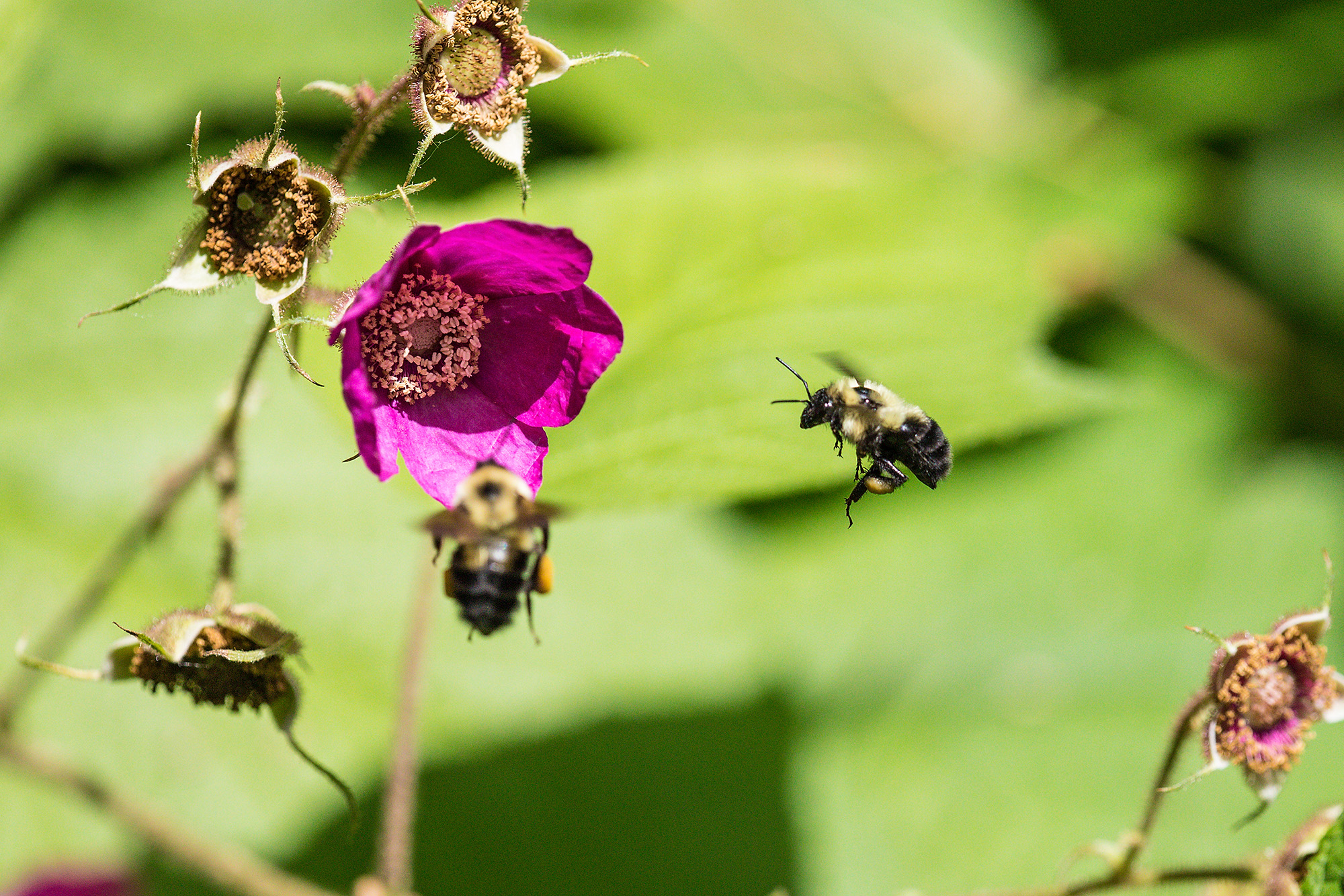 Bumble bees fly around flowers at the UW-Madison