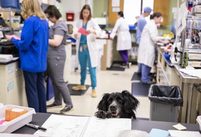 Dog with head on counter at veterinary lab