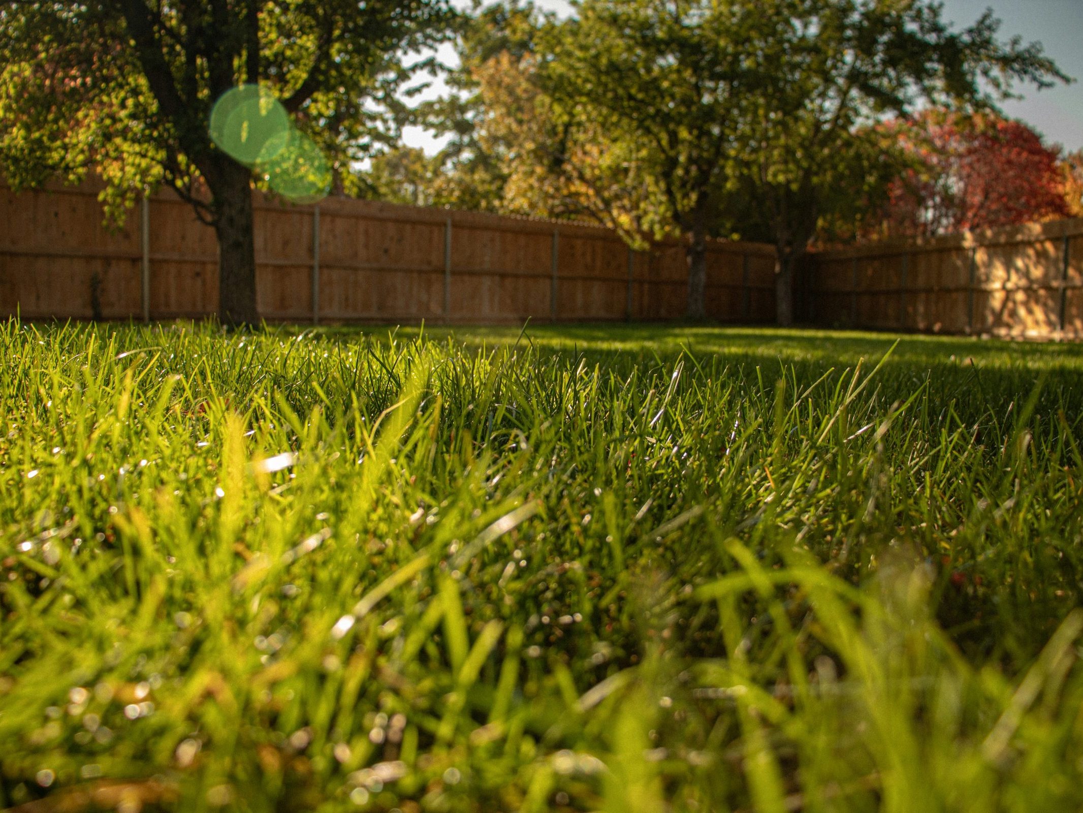 Photo of a backyard lawn, you see a wood privacy fence in the background. Photo is taken low to the ground.