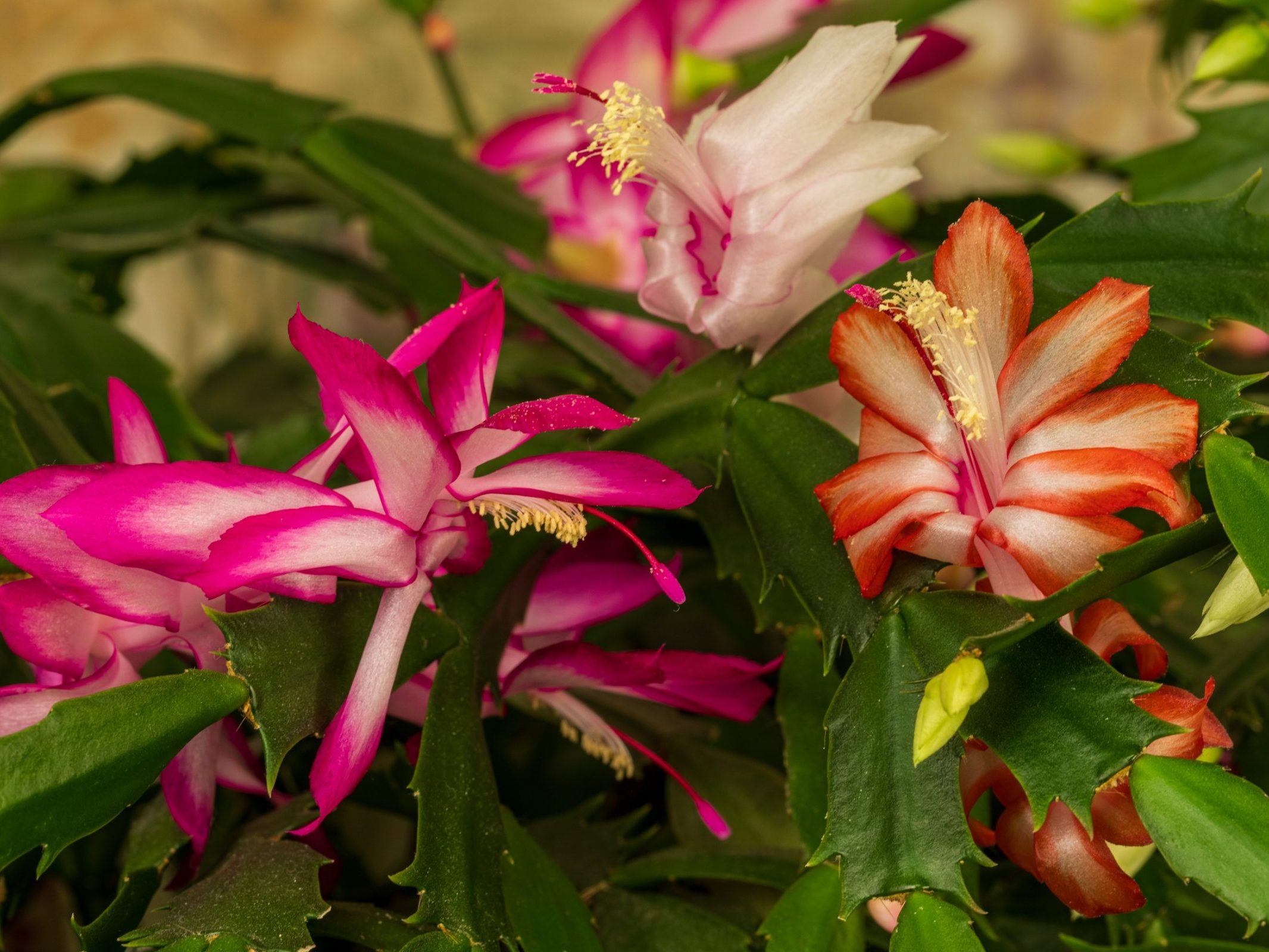 Close up of a  holiday cactus in bloom with bring pink and orange flowers