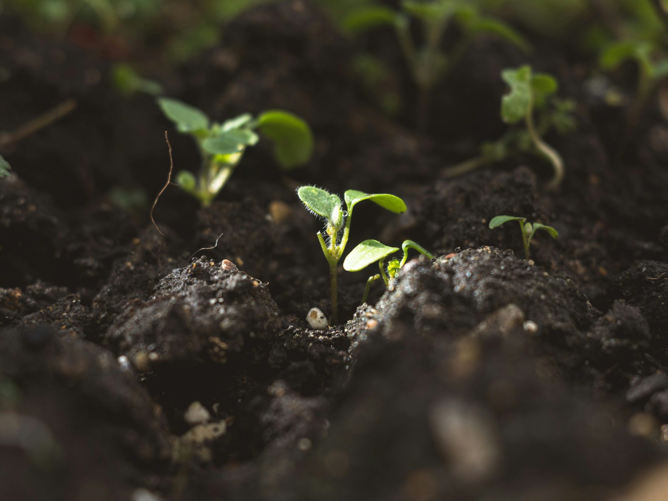 Close up of small plants growing in soil
