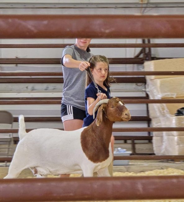 Countywide Cloverbuds: May 2026