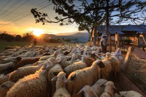 Sheep by tree during sunset