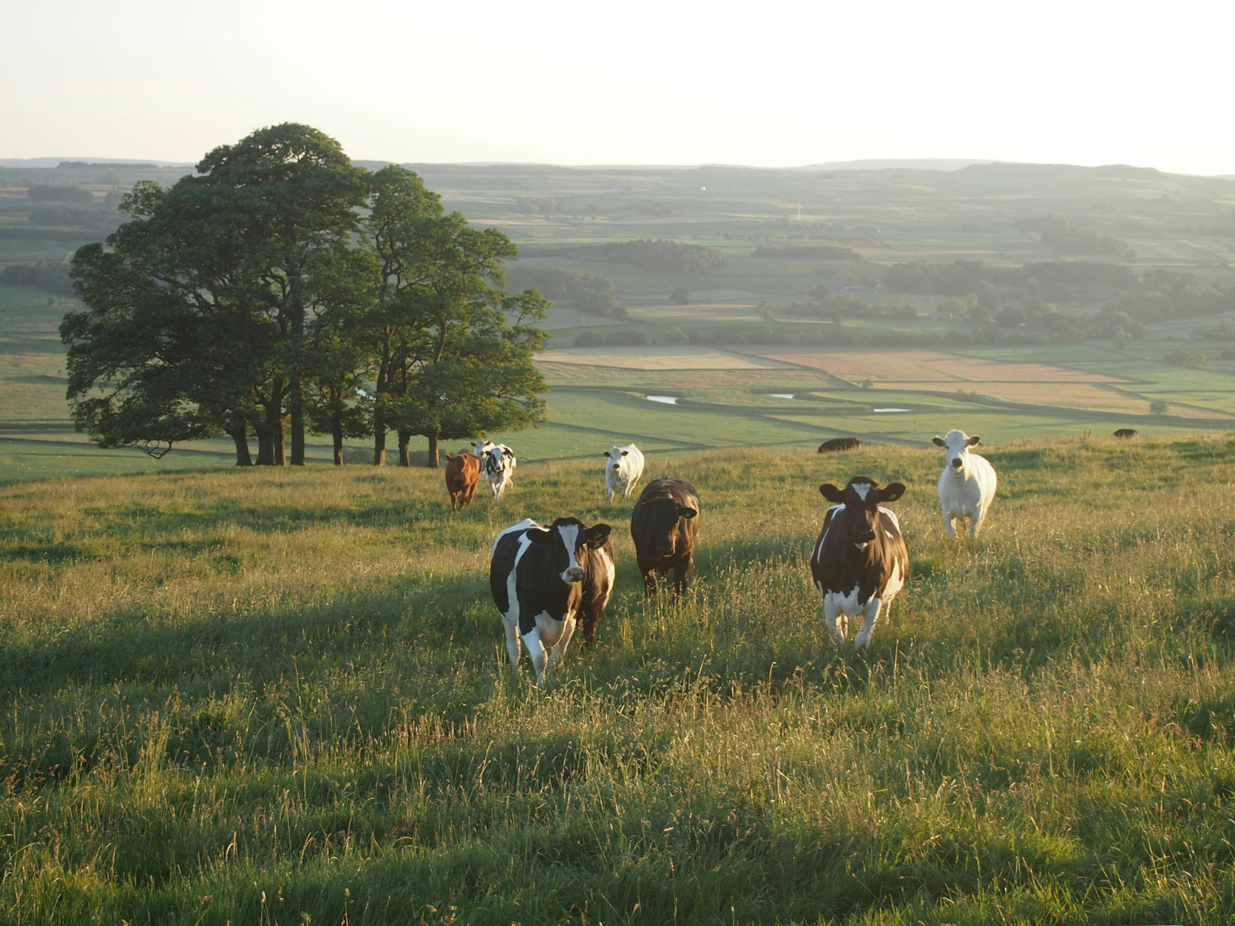 Photo by Jakob Cotton on Unsplash of cows in field