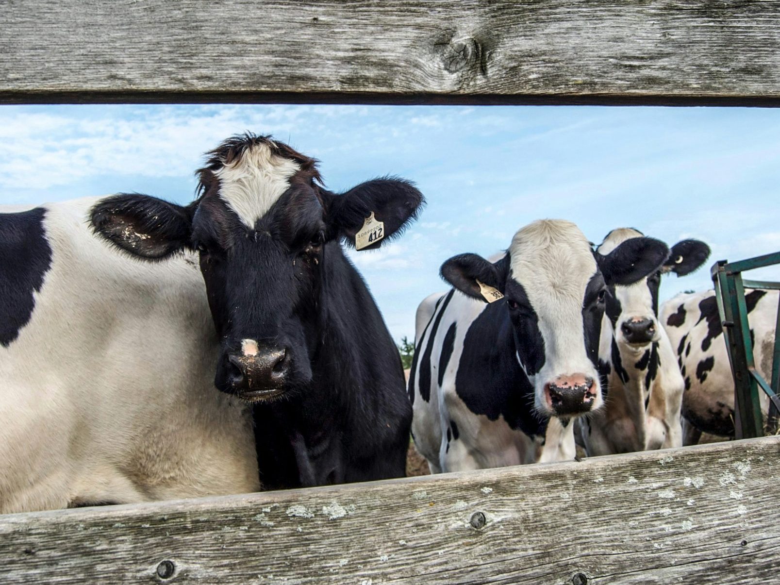 Dairy cows behind a fence