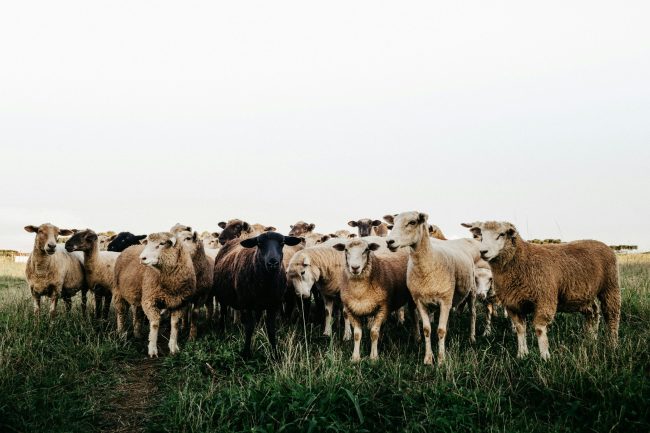 A field with a group of sheep.