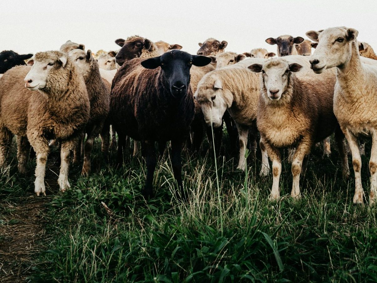 Flock of sheep in a field