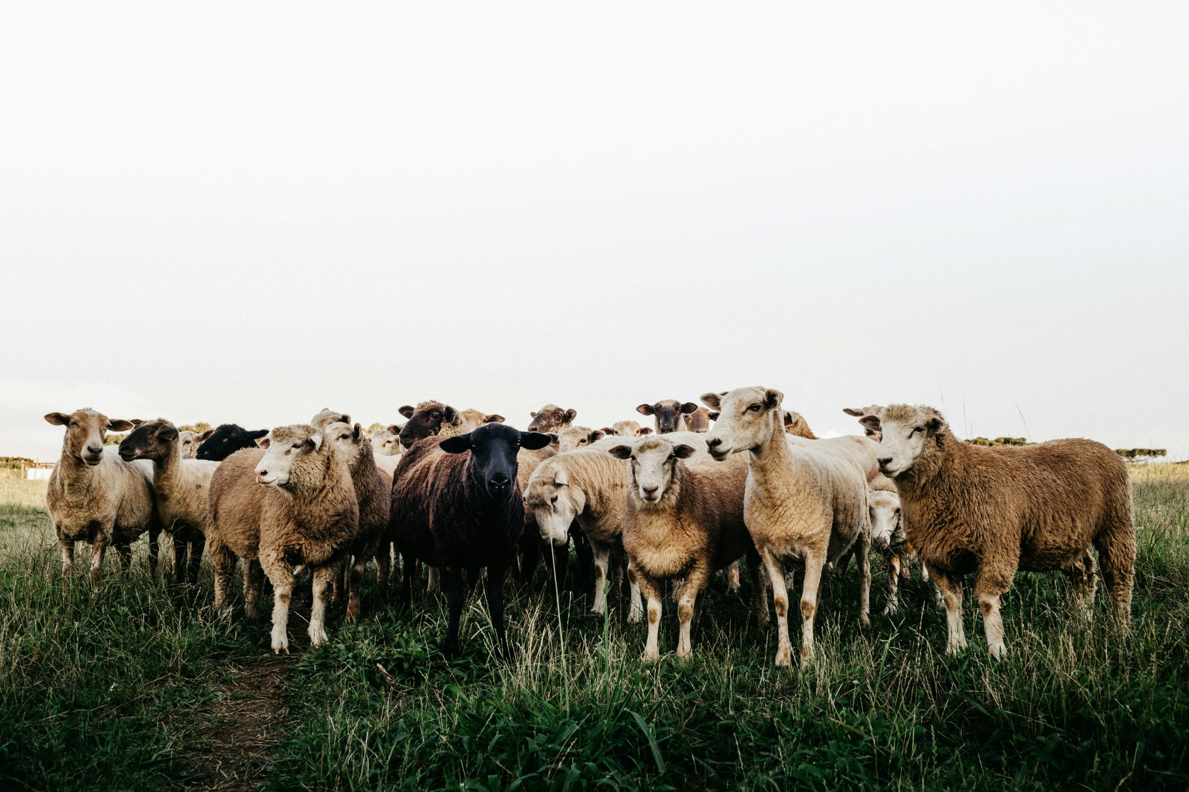 A field with a group of sheep.