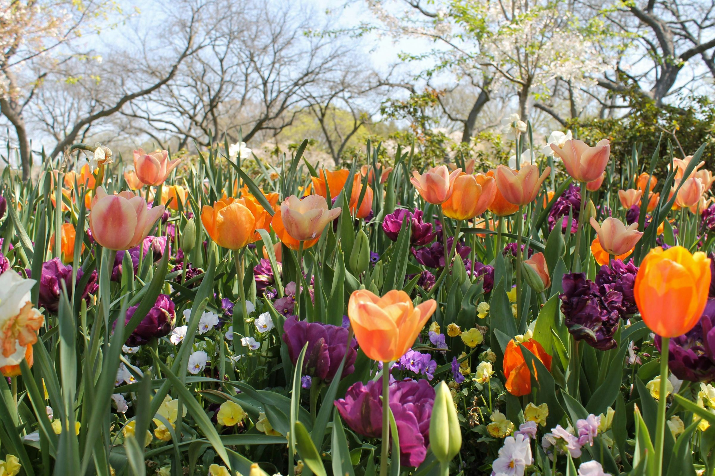 A close up garden full of orange and purple tulips.