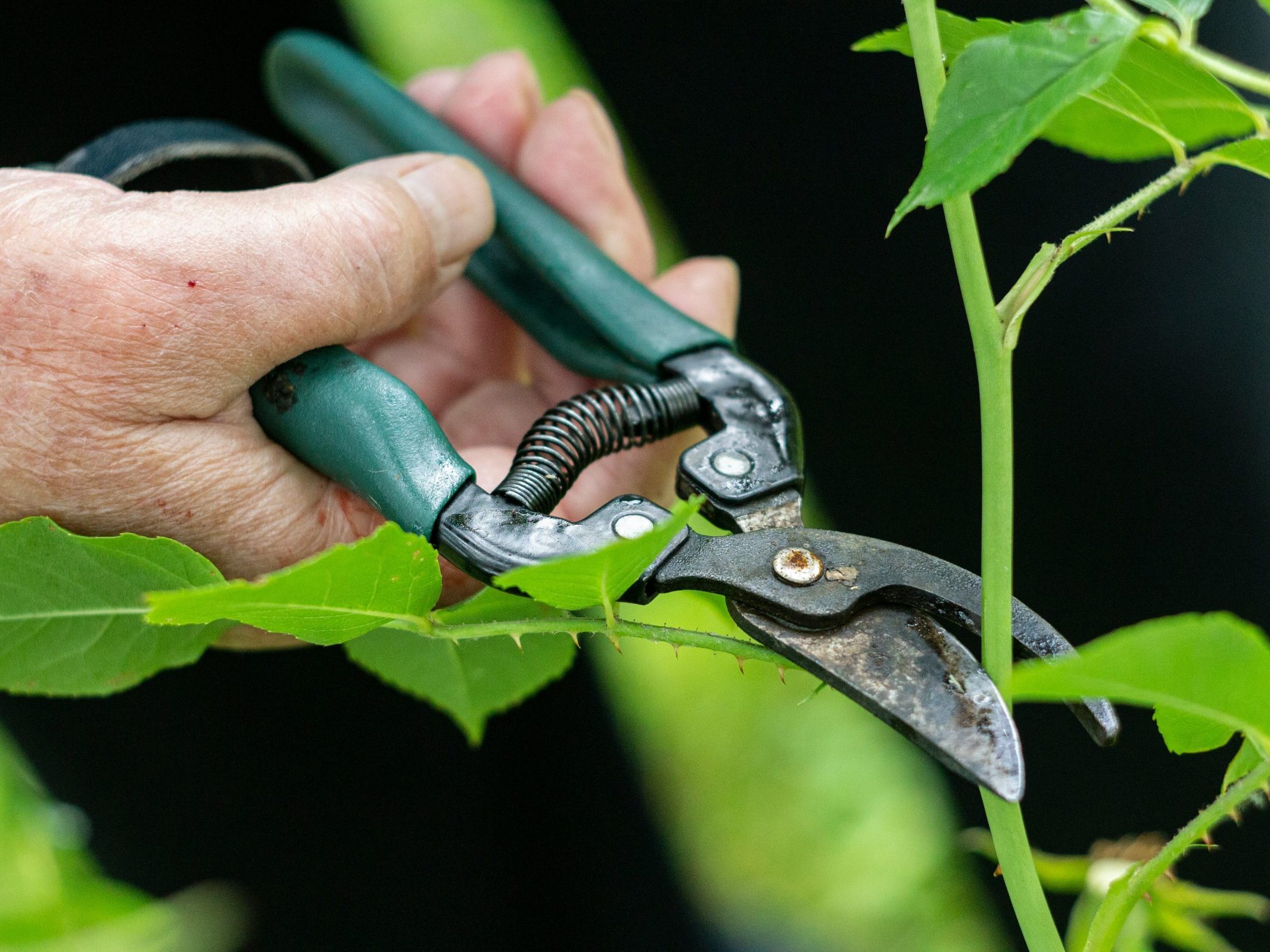 A hand holding sheers pruning a plant