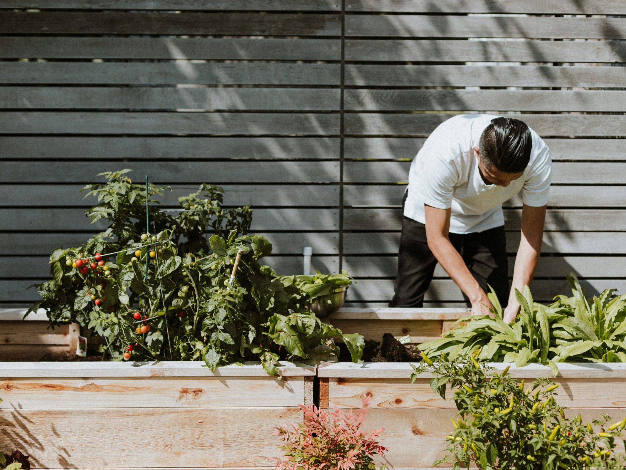 A man bent down tending to his raised wood garden beds