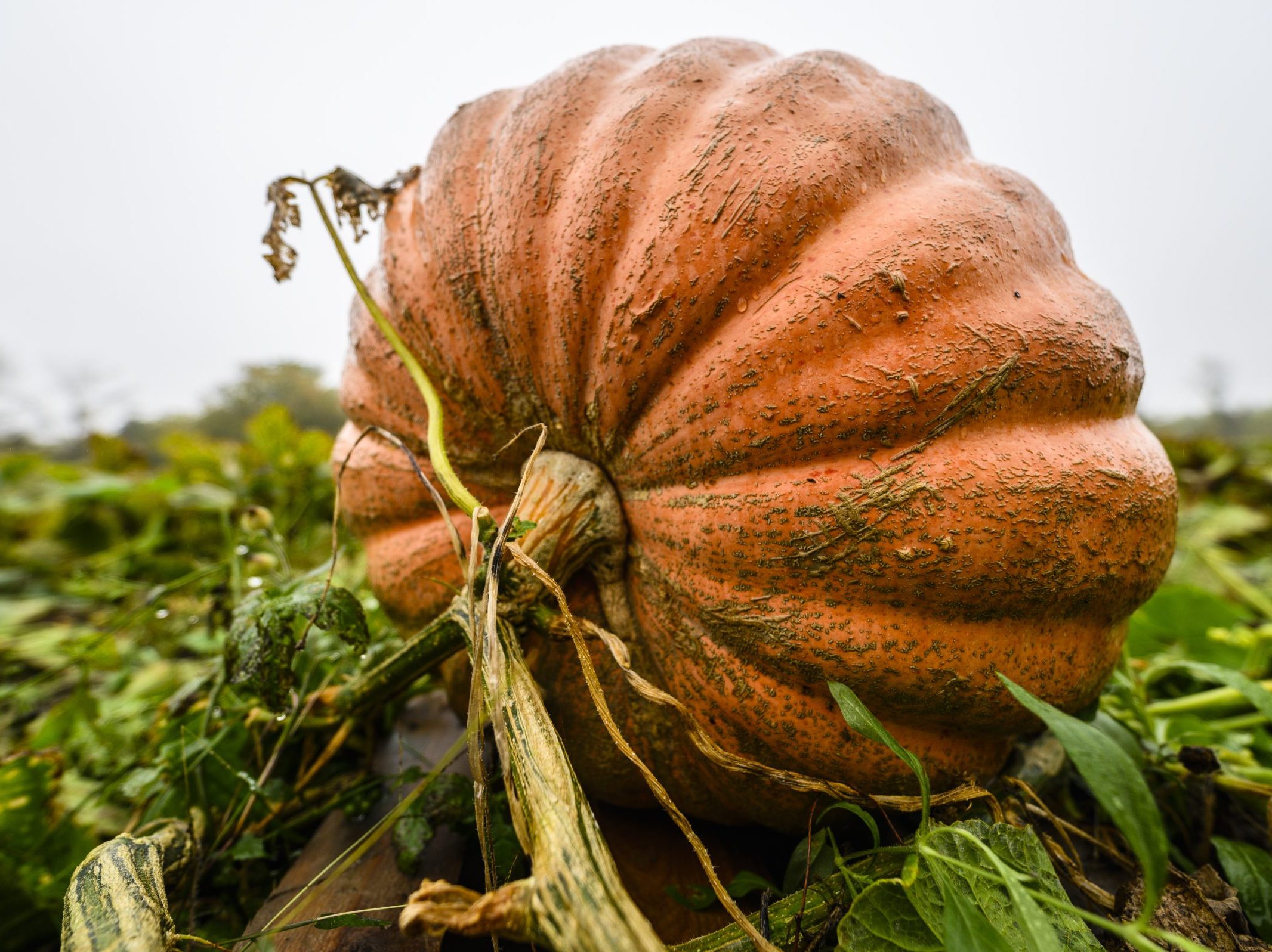 Large close up of an orange pumpkin growing in a field