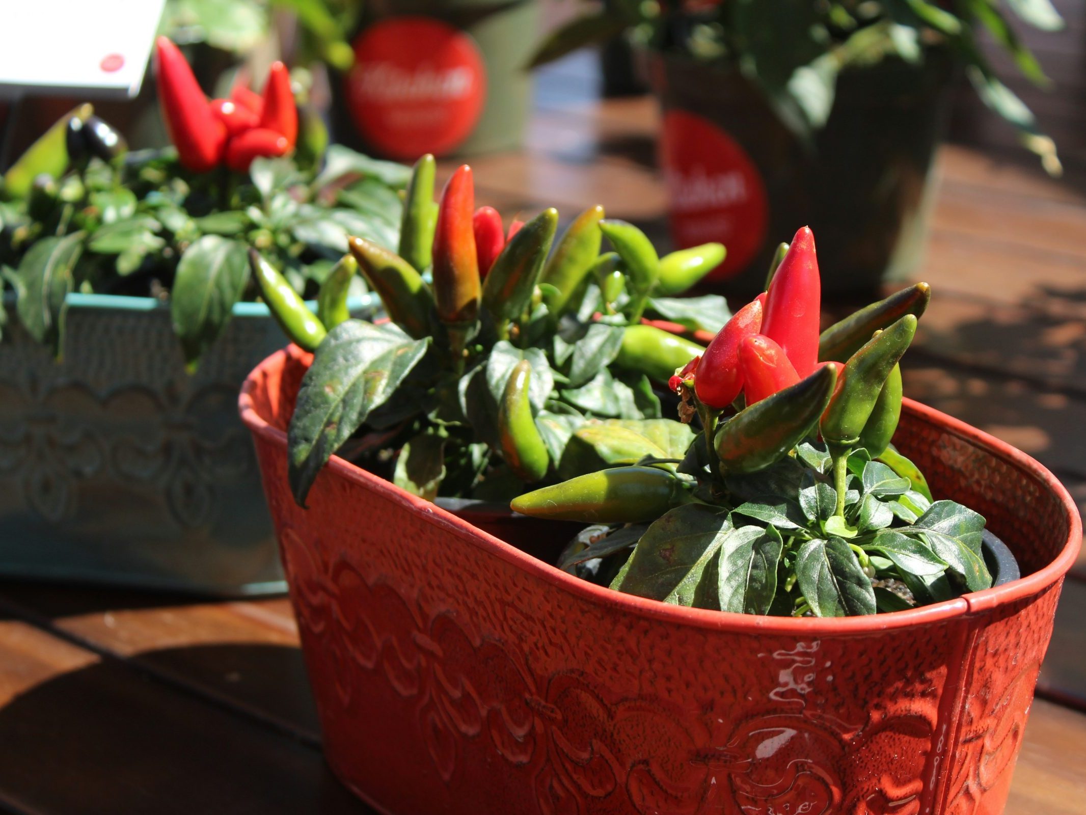 Decorative red tin planter with small pepper plants growing