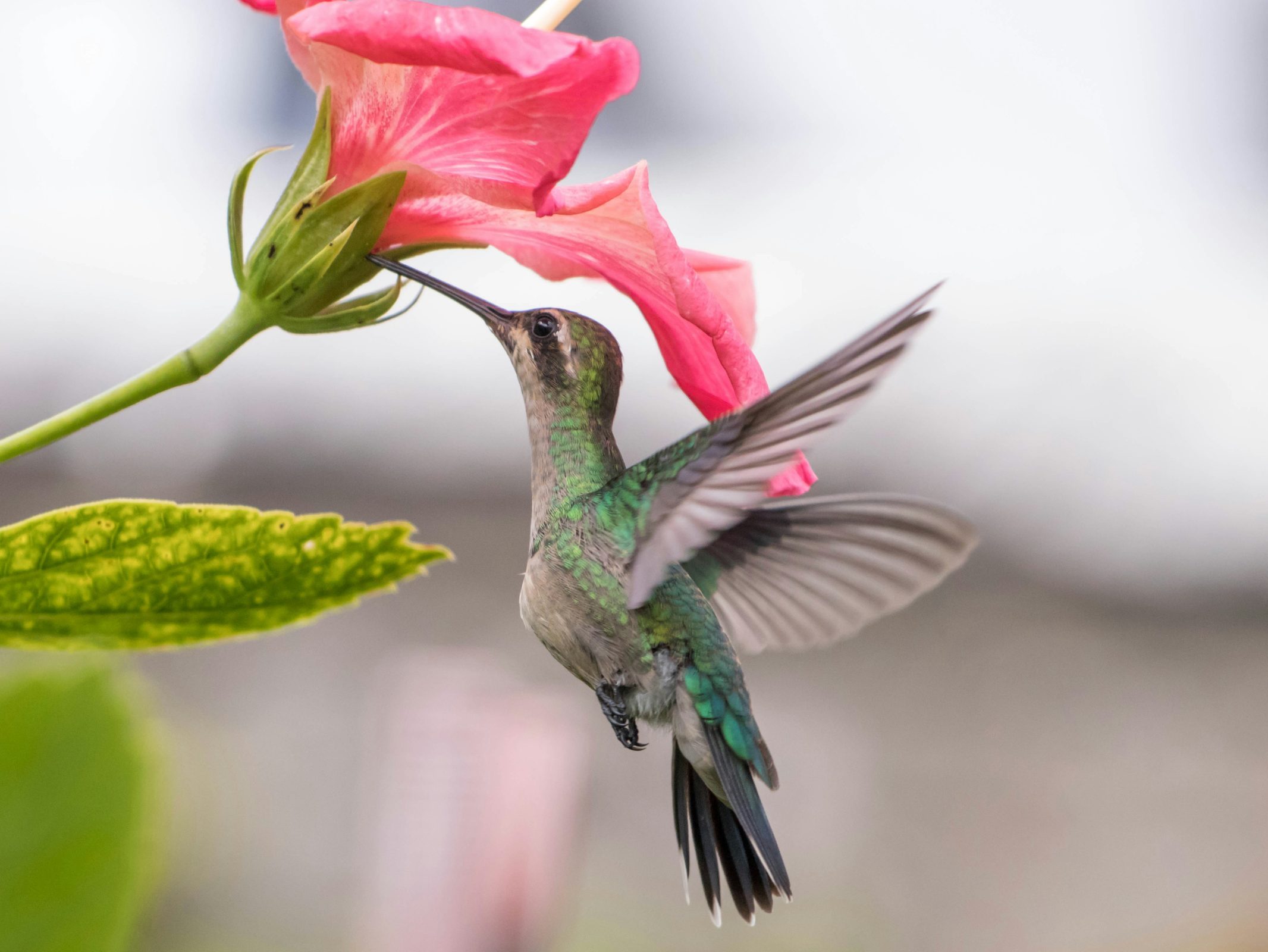 A hummingbird drinking from a red flower