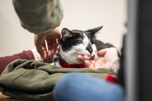 Black and white cat being pet while laying on school bag