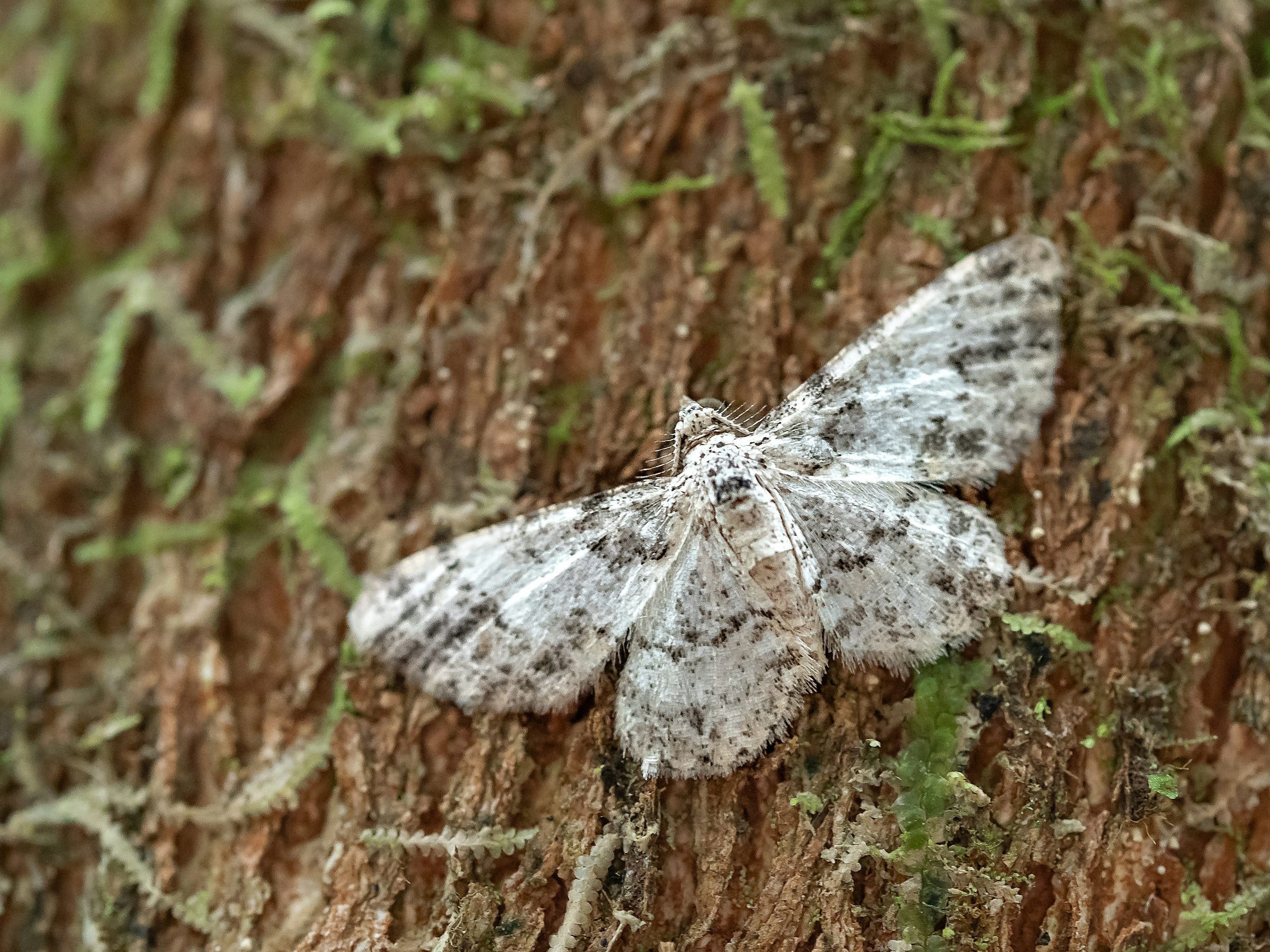 Close up of a white with grey speckled moth on a tree bark.