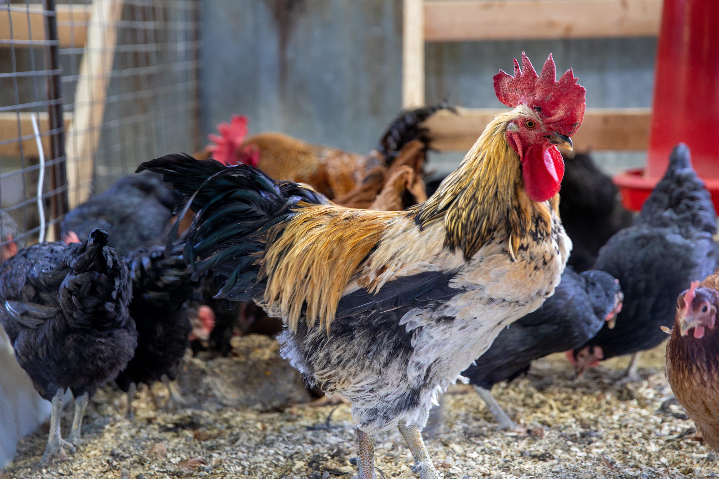 Rooster surrounded by hens in a coop