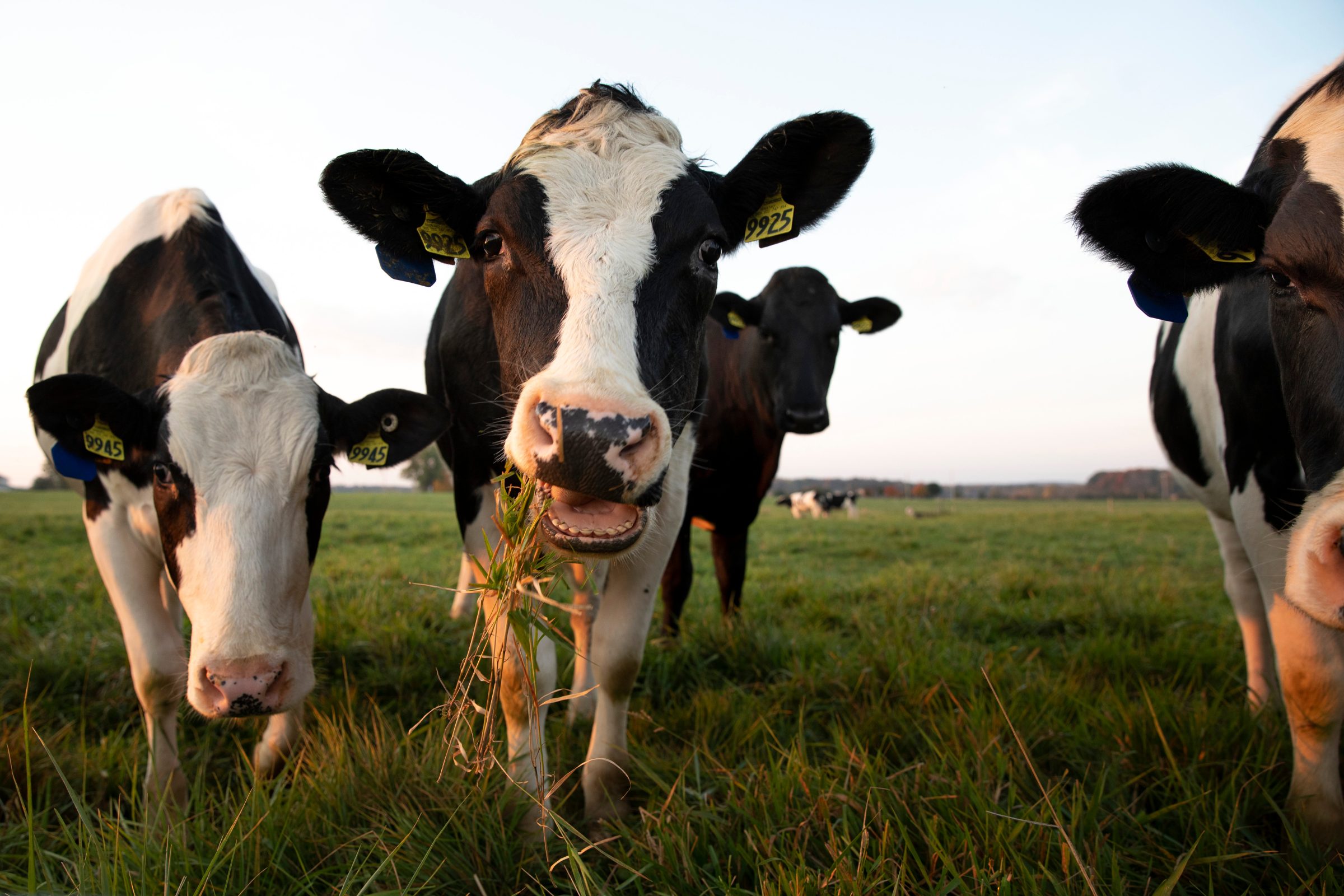 Holstein cows in a pasture, one of them is eating grass.
