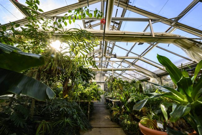 Plants in a greenhouse
