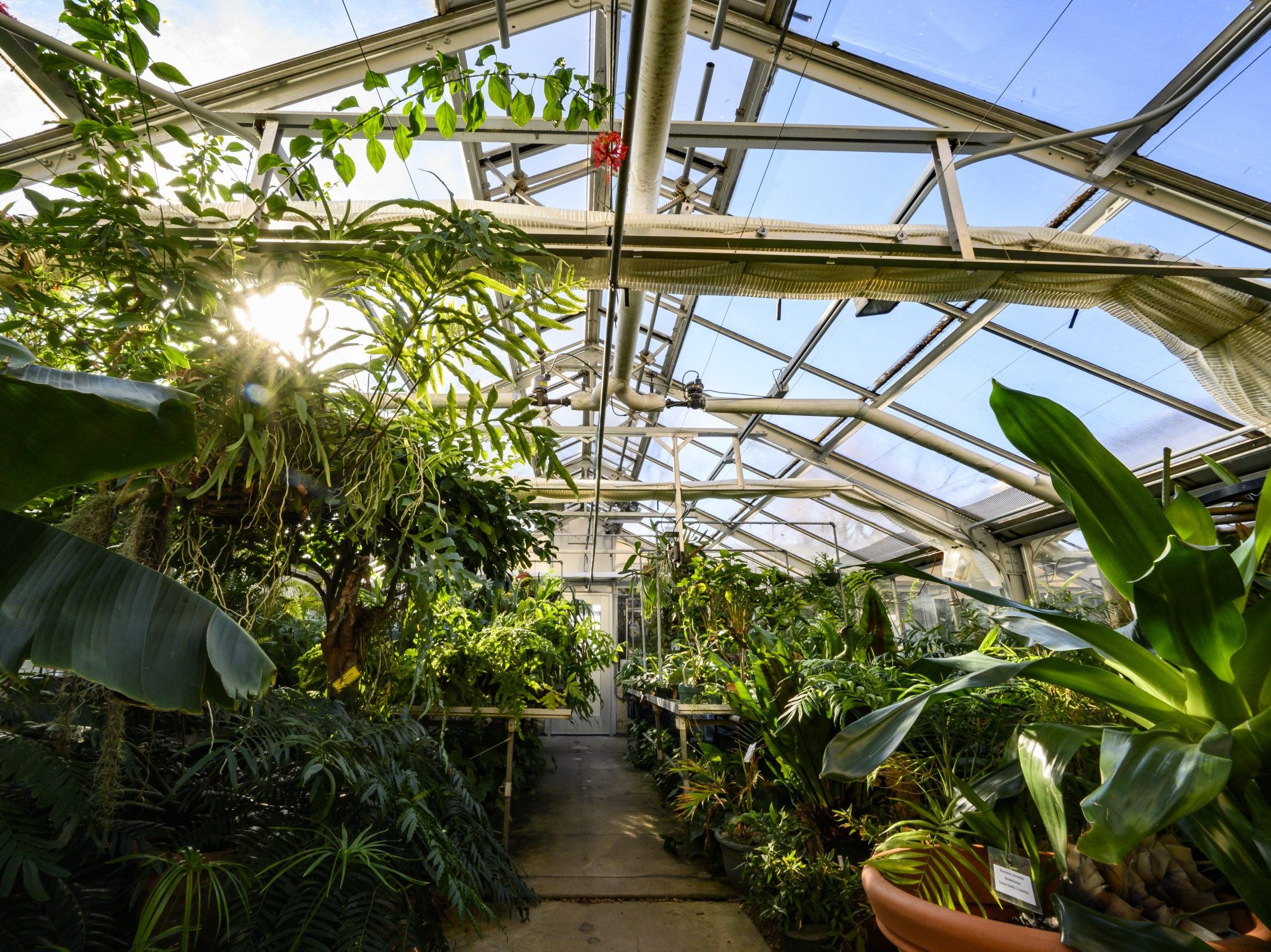 Greenhouse filled with different plants