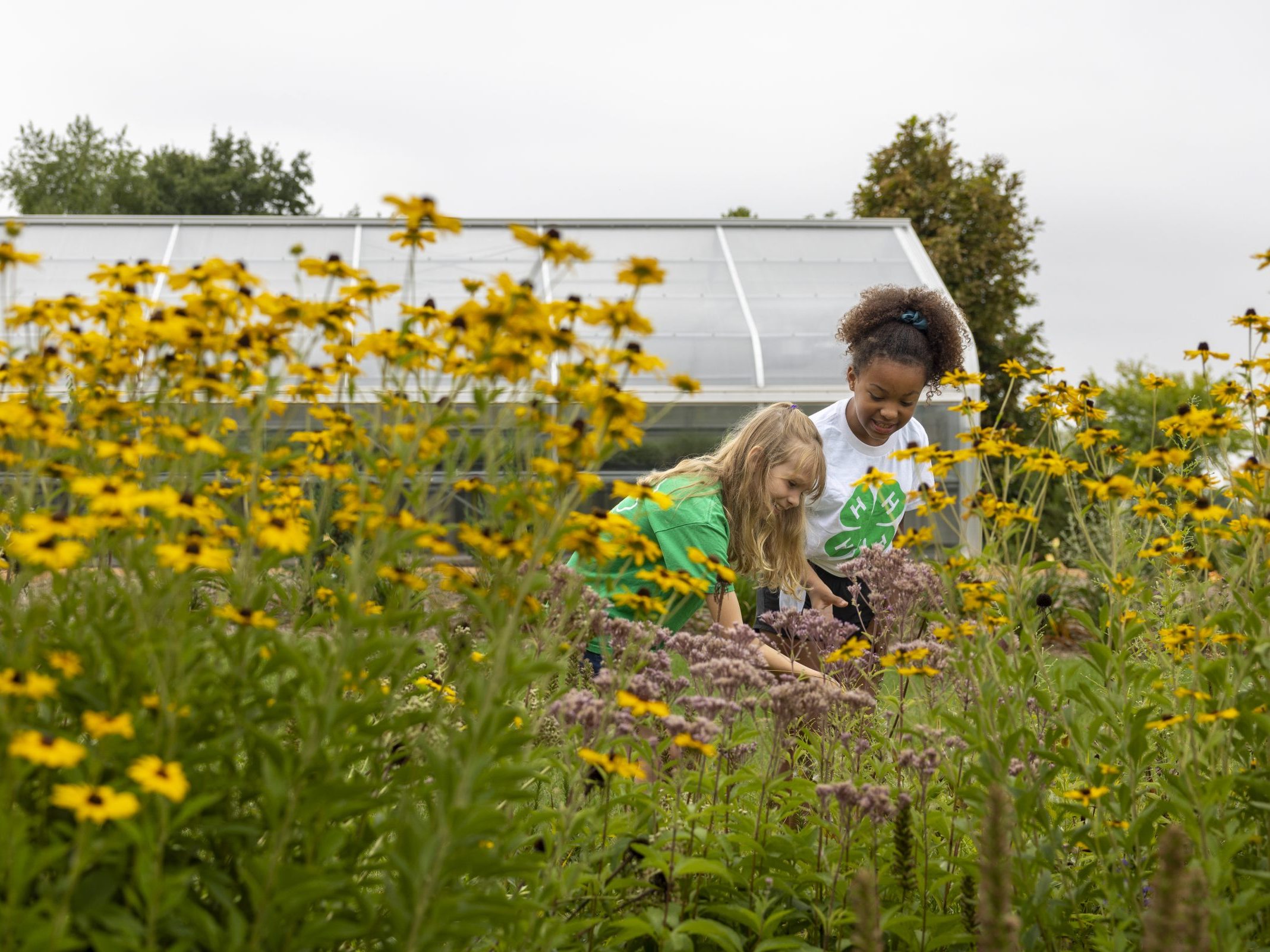 Two girls in a garden surrounded by yellow flowers.