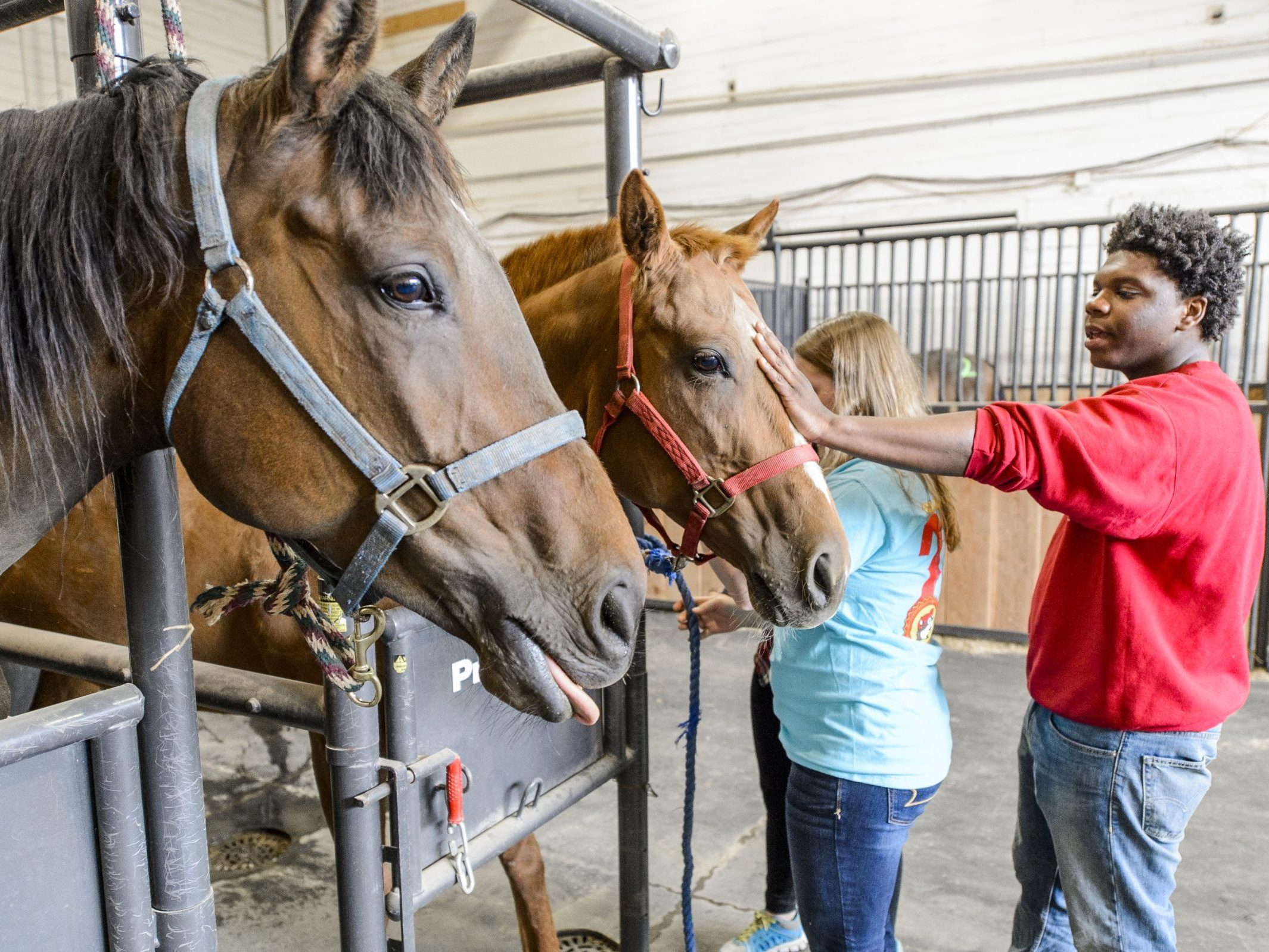 Parrish Equine Class, older boy petting a horse on it's head. Two horses in stalls.
