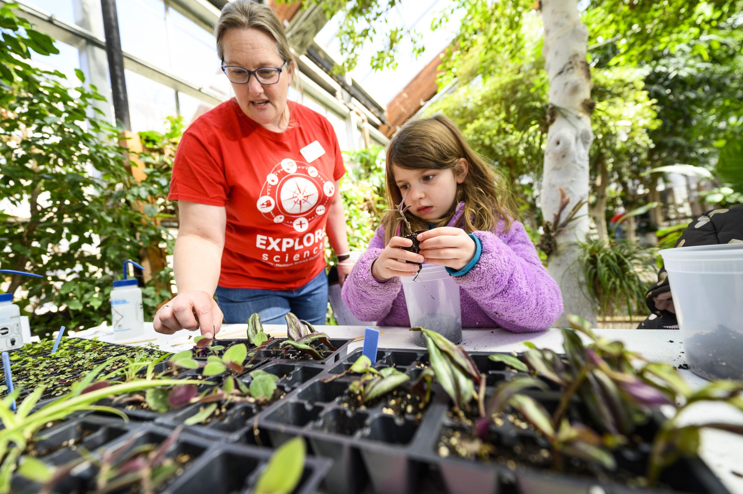 Little girl and an adult in a greenhouse. Girl is holding a plant at the roots and will be putting into a plastic container filled with soil that's in front of her.