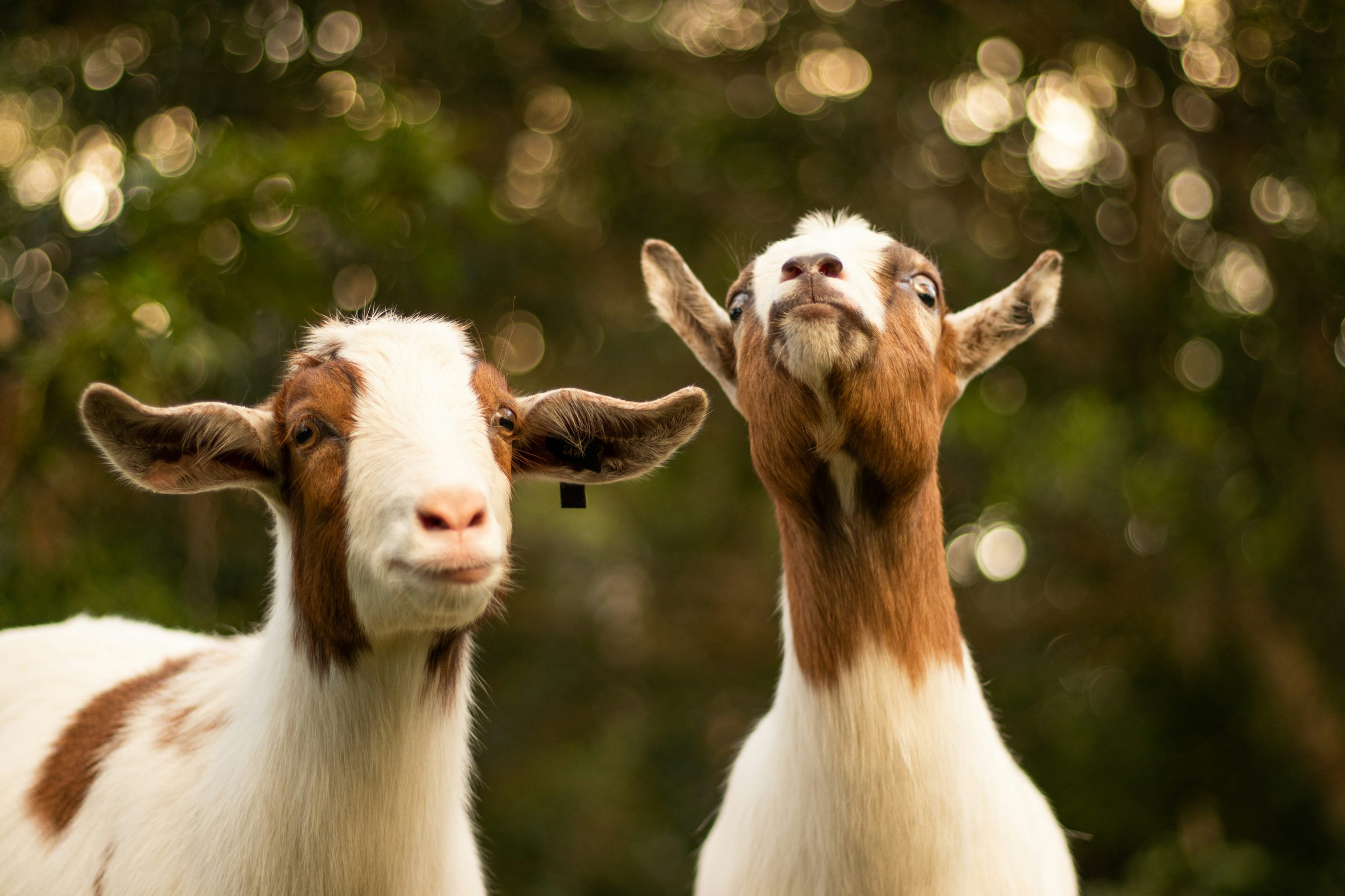 Photo by Bailey Mahon
Two brown and white goats