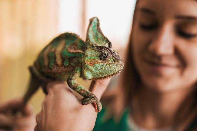 Girl holding a chameleon in her hand.