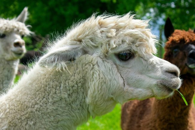 White llama head