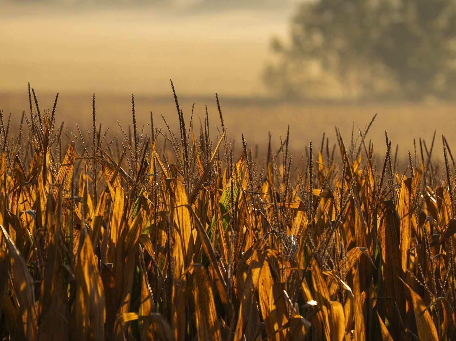 Golden hour corn field