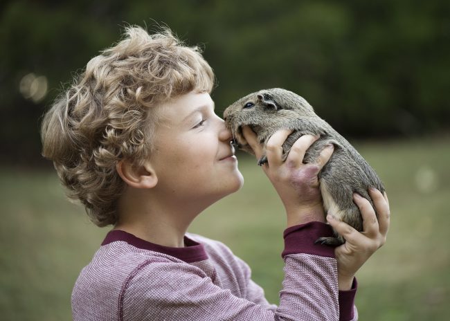 Boy holding a guinea pig up to his nose.