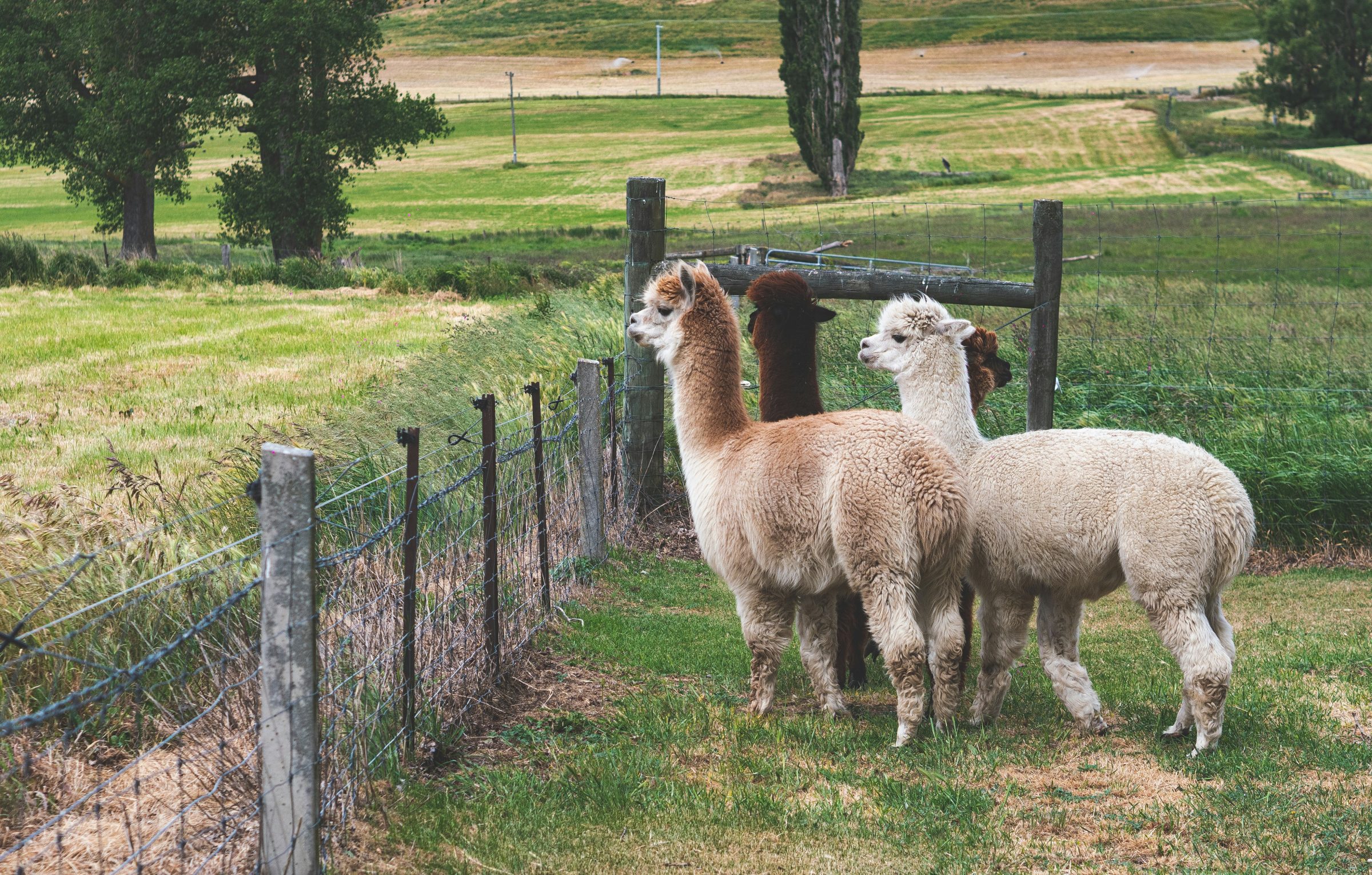 Photo by Tonia Kraakman
Group of alpacas, two white and 2 brown. Standing in a pasture with a fence and field in the background.