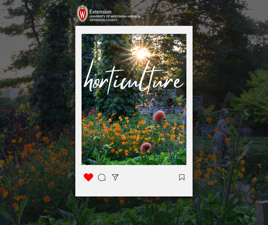 Social media photo - garden darkened in the background, polaroid photo of the same garden in the front. Is designed to resemble a social post.