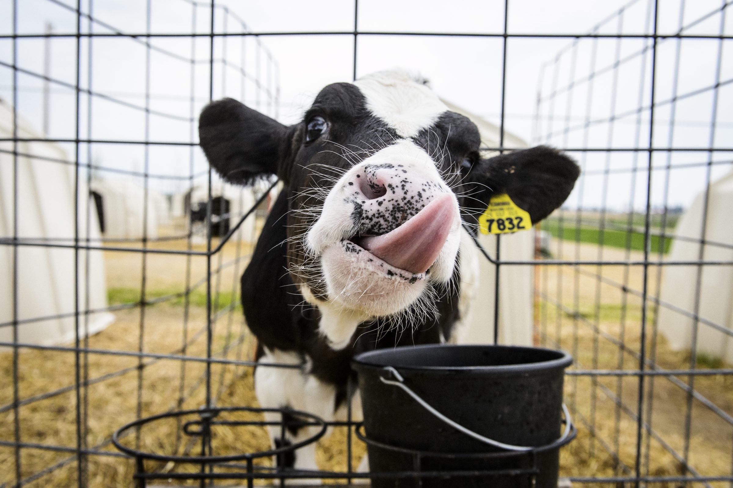 Baby calf sticking it's tongue out.