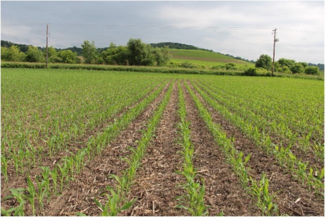 Corn field rows, short, stalks when fertilizer is typically applied.