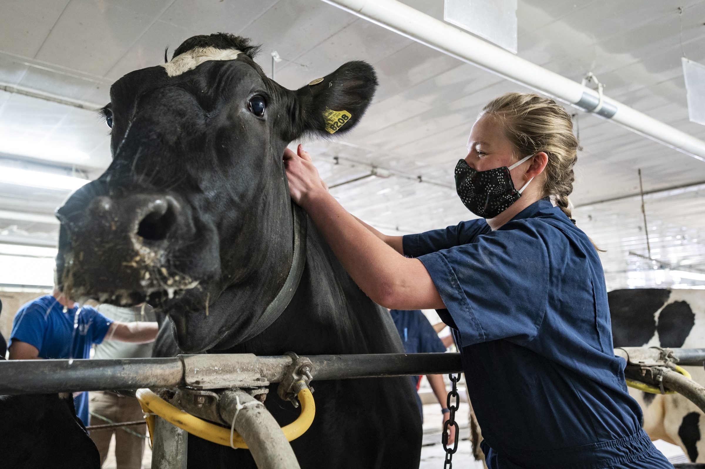 Undergraduate Jenna Stonebraker puts a collar on a Holstein dairy cow at the UW Dairy Cattle Center on Sept. 1, 2020. The cows at the Dairy Center returned to campus after being away at the Arlington Research Farm during late spring and summer due to the COVID-19 pandemic. (Photo by Bryce Richter / UW-Madison)