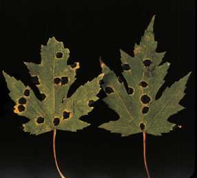 Two leaves with tar spot disease.