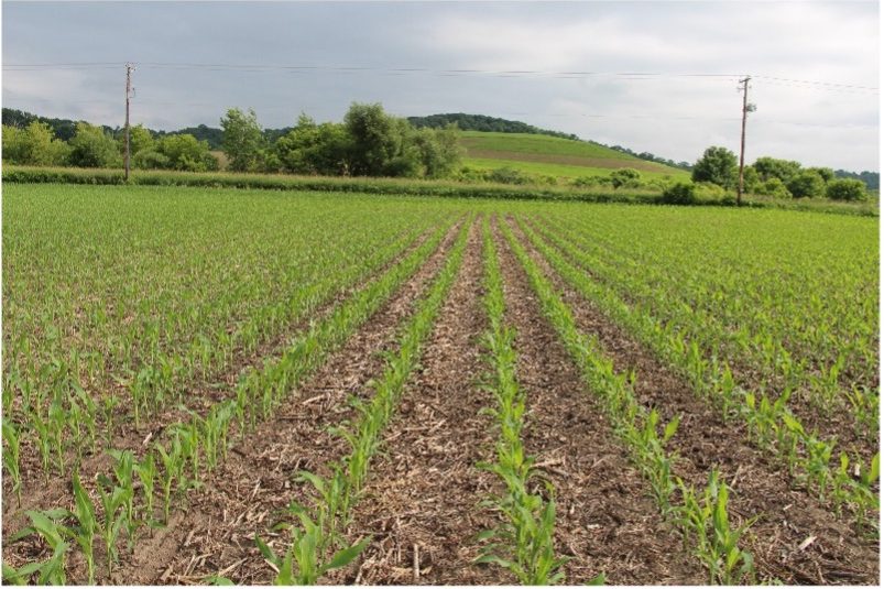 Corn field rows, short, stalks when fertilizer is typically applied.