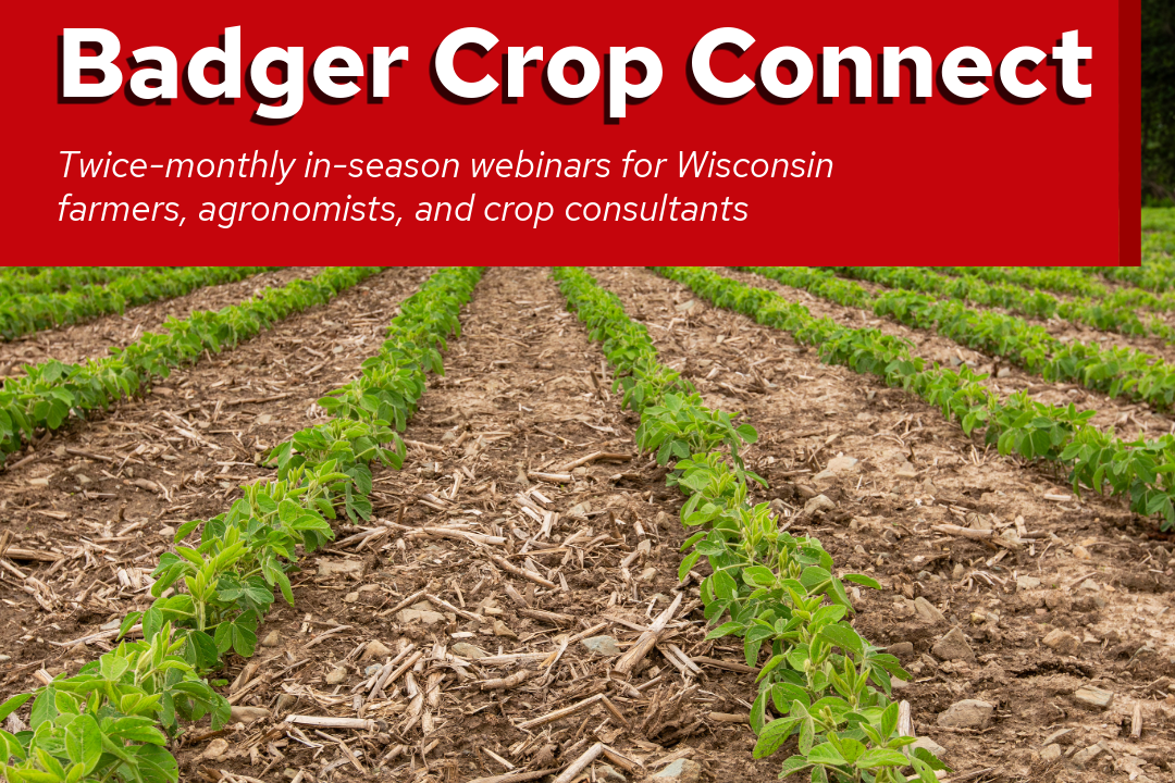 Badger Crop Connect showing a field with several rows of plants