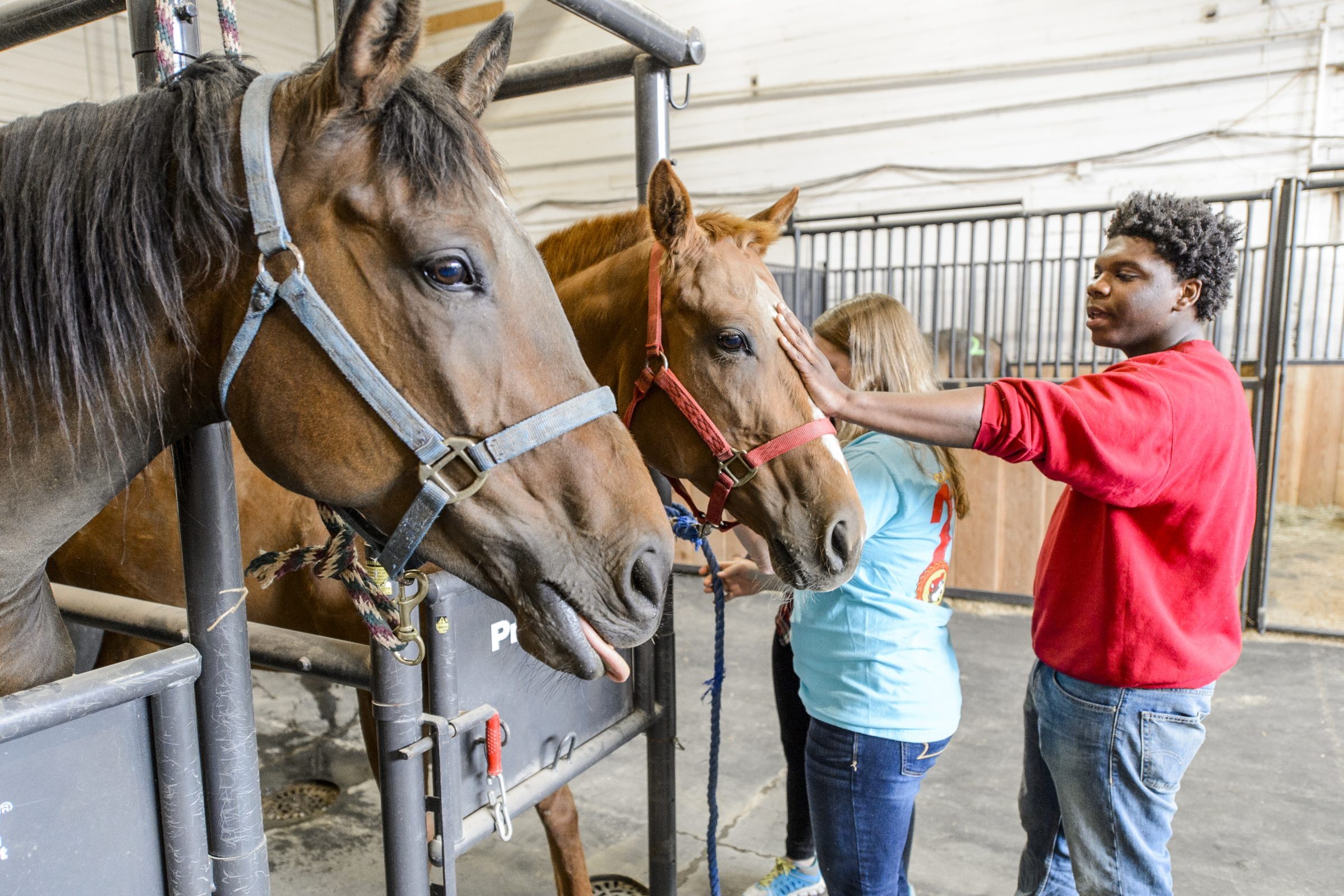 Two horses in a stable. A boy in a red sweater is petting one on it's head.